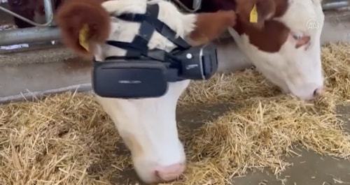 尴尬～牛比你先玩上元宇宙了，戴上了VR眼镜