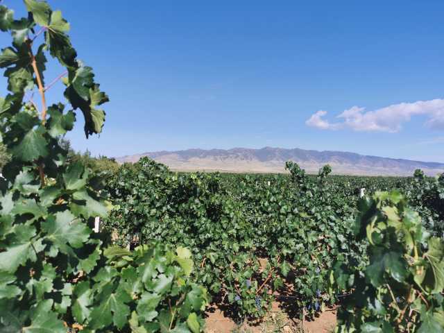 大伊在人线一二区